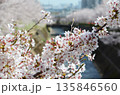 川沿いの桜並木 135846560