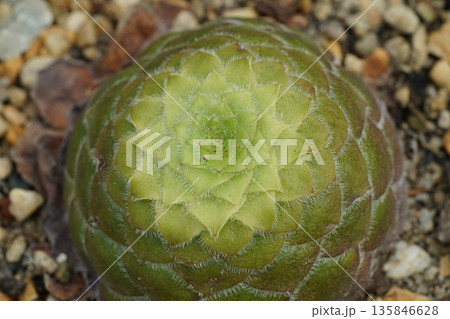 Beautiful Green Echeveria Succulent Plant Top View Beautiful Green Echeveria Succulent Plant Top View 135846628