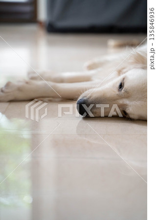 自宅の床で眠るゴールデンレトリーバー/リラックスした犬のいる暮らし 自宅の床で眠るゴールデンレトリーバー/リラックスした犬のいる暮らし 135846936