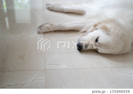 自宅の床で眠るゴールデンレトリーバー/リラックスした犬のいる暮らし 自宅の床で眠るゴールデンレトリーバー/リラックスした犬のいる暮らし 135846939