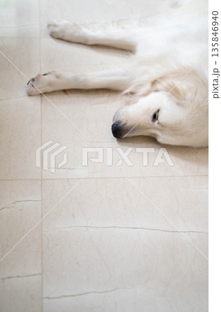 自宅の床で眠るゴールデンレトリーバー/リラックスした犬のいる暮らし 自宅の床で眠るゴールデンレトリーバー/リラックスした犬のいる暮らし 135846940