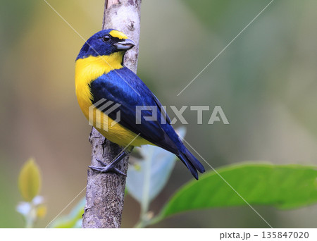 Yellow-throated Euphonia male perched on a green background in the forest, Costa Rica Yellow-throated Euphonia male perched on a green background in the forest, Costa Rica 135847020