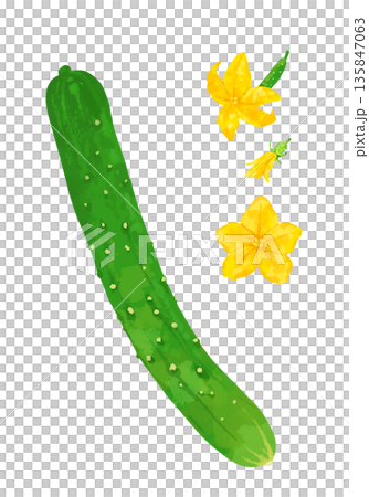 Fresh cucumber illustration Fresh cucumber illustration 135847063