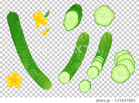 瑞々しいきゅうりの断面ののイラスト 135847065