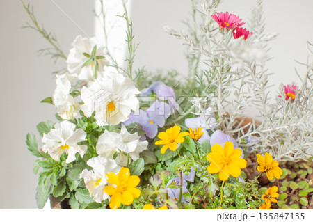 木製の鉢に入った早春の寄せ植え 135847135