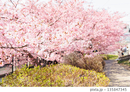 淀水路の河津桜(京都伏見) 淀水路の河津桜(京都伏見) 135847345