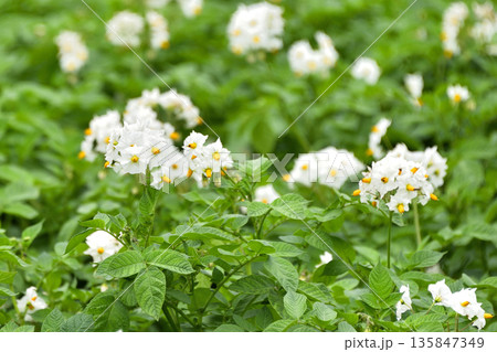 ジャガイモの花 ジャガイモの花 135847349