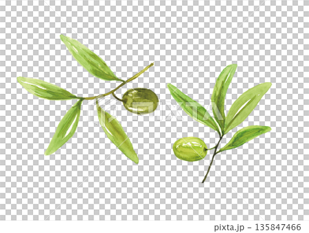 水彩橄欖 135847466