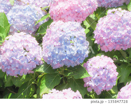 カラフルな紫陽花 135847728