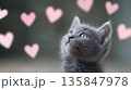 Adorable grey kitten gazing at floating pink hearts 135847978