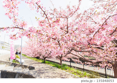 淀水路の河津桜(京都伏見) 淀水路の河津桜(京都伏見) 135848053
