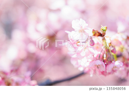 淀水路の河津桜(京都伏見) 淀水路の河津桜(京都伏見) 135848056