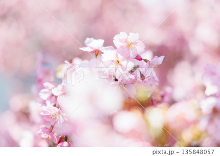 淀水路の河津桜（京都伏見） 135848057