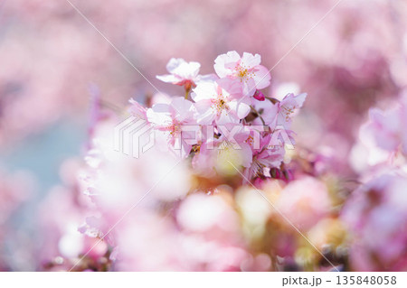 淀水路の河津桜(京都伏見) 淀水路の河津桜(京都伏見) 135848058