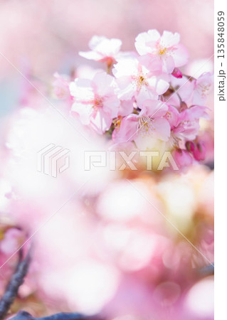 淀水路の河津桜（京都伏見） 135848059