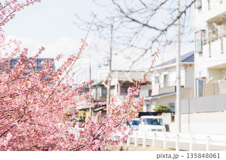 淀水路の河津桜(京都伏見) 淀水路の河津桜(京都伏見) 135848061