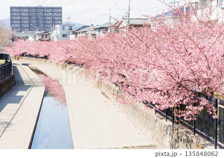 淀水路の河津桜(京都伏見) 淀水路の河津桜(京都伏見) 135848062