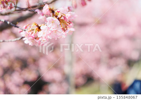 淀水路の河津桜(京都伏見) 淀水路の河津桜(京都伏見) 135848067