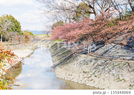 淀水路の河津桜（京都伏見） 135848069