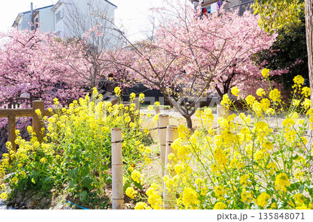 淀水路の河津桜（京都伏見） 135848071
