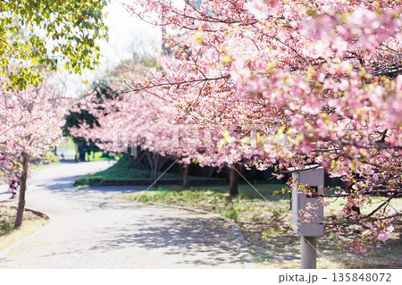 淀水路の河津桜（京都伏見） 135848072