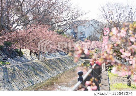 淀水路の河津桜(京都伏見) 淀水路の河津桜(京都伏見) 135848074