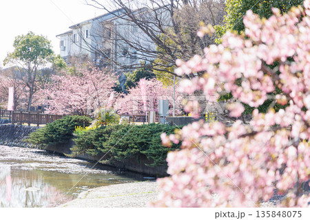 淀水路の河津桜(京都伏見) 淀水路の河津桜(京都伏見) 135848075