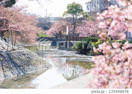 淀水路の河津桜(京都伏見) 淀水路の河津桜(京都伏見) 135848076