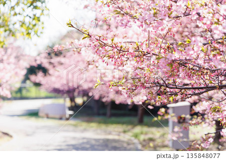 淀水路の河津桜(京都伏見) 淀水路の河津桜(京都伏見) 135848077