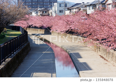 淀水路の河津桜(京都伏見) 淀水路の河津桜(京都伏見) 135848078