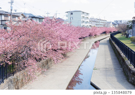 淀水路の河津桜(京都伏見) 淀水路の河津桜(京都伏見) 135848079