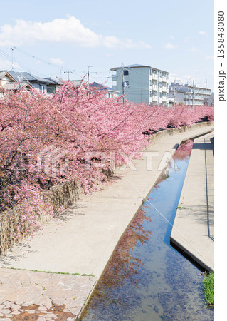淀水路の河津桜（京都伏見） 135848080