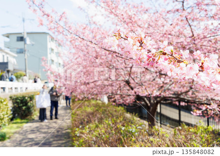 淀水路の河津桜（京都伏見） 135848082