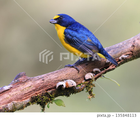 Yellow-throated Euphonia male perched on a green background in the forest, Costa Rica Yellow-throated Euphonia male perched on a green background in the forest, Costa Rica 135848113