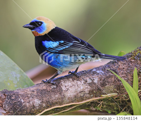 Golden-hooded Tanager perched on a branch tree in the rain forest of Monteverde in Costa Rica Golden-hooded Tanager perched on a branch tree in the rain forest of Monteverde in Costa Rica 135848114