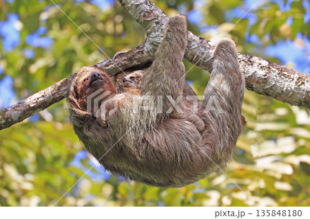 Mother Sloth with her baby on the tree in the forest, Costa Rica Mother Sloth with her baby on the tree in the forest, Costa Rica 135848180