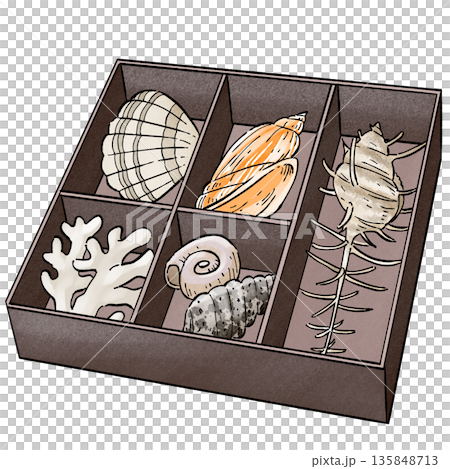 Coral and Seashell Coral and Seashell 135848713