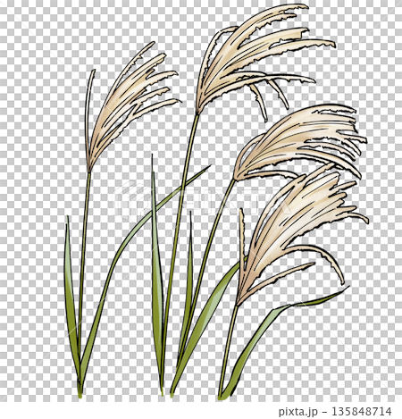 芒草 芒草 135848714