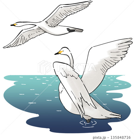 白鳥の飛来 白鳥の飛来 135848716