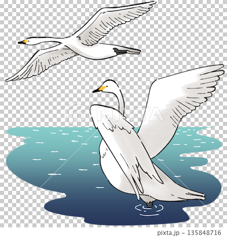 白鳥の飛来 白鳥の飛来 135848716