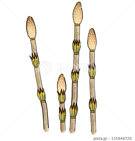 つくし つくし 135848720