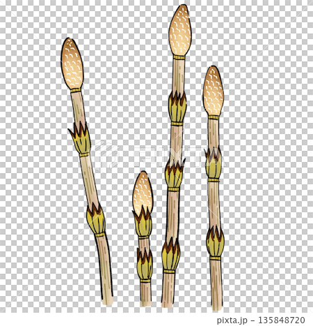 つくし つくし 135848720