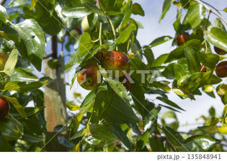 The jujube tree is an open tree.	 135848941