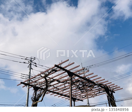 青空とパーゴラ 135848956