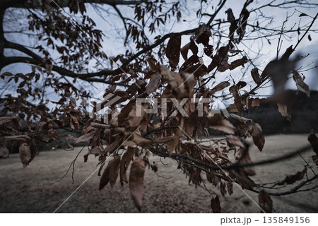 冬に取り残された枯葉　静かに崩れていく時間の証 135849156
