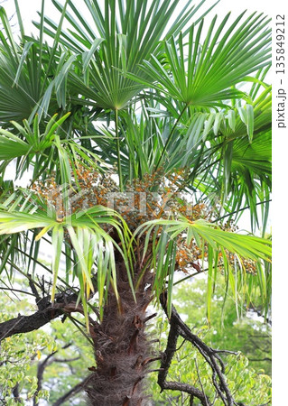 シュロの実 135849212