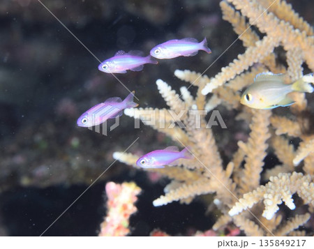 ハナゴイ幼魚 135849217