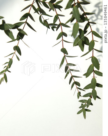 Eucalyptus Pablo on a white background	 135849461