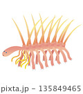 ハルキゲニア　カンブリア紀の古生物 135849465
