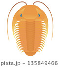 三葉虫　カンブリア紀の古生物 135849466